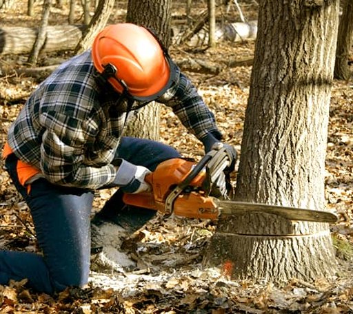 Tree Removal in Many, LA